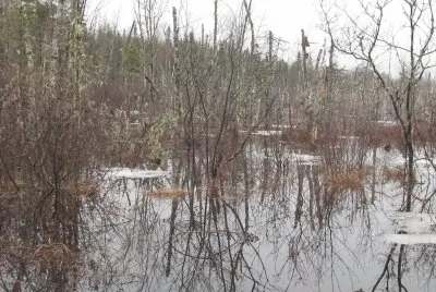 Spring swamp reflections