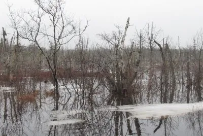 Spring swamp - lots of water