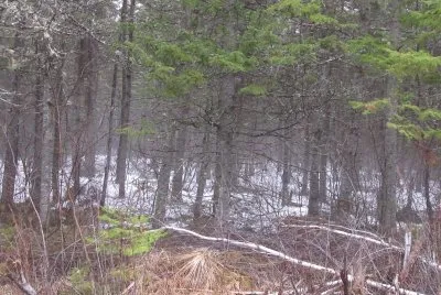 Apr 28 2018 - lots of snow in woods