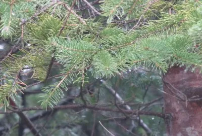 Coniferous branch