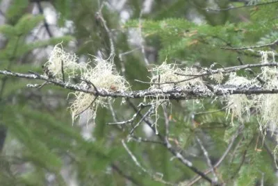 More green fuzzies