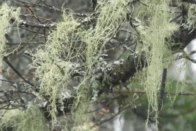 Green fuzzies hang from branches
