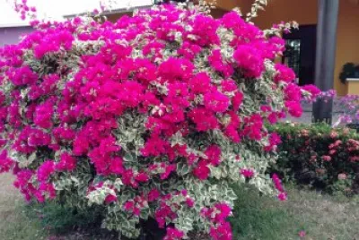 Flores del jardÃ­n
