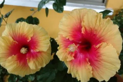 Hibiscus1