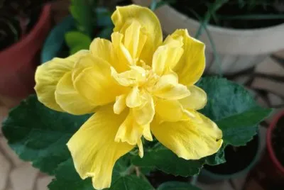 Hibiscus2