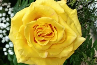 Rosa amarilla
