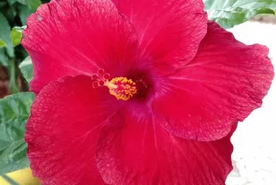 Hibiscus3