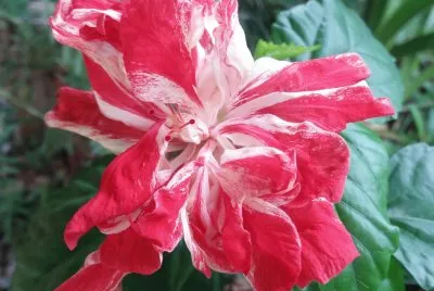 Hibiscus4
