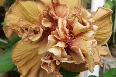 Hibiscus5