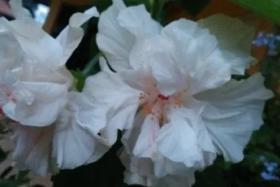 Hibiscus6