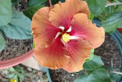 Hibiscus7