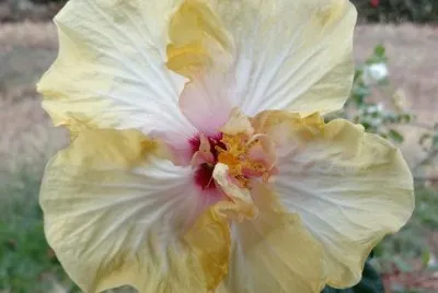 Hibiscus8