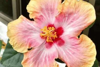 Hibiscus10
