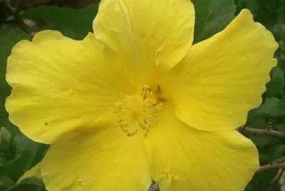 Hibiscus12