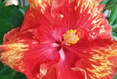 Hibiscus13