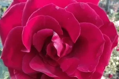 Rosa roja