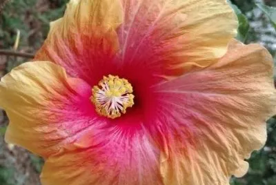 Hibiscus14