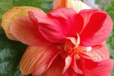 Hibiscus15