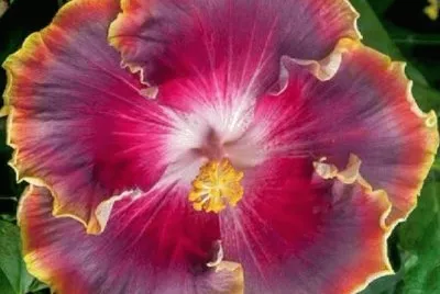 Hibiscus16