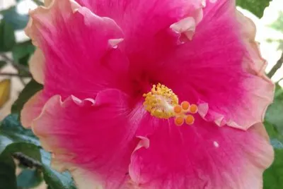 Hibiscus19