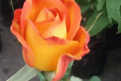 Rosa