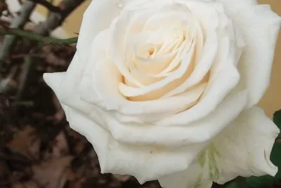 Rosa blanca