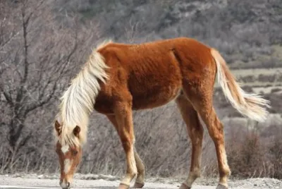 caballito