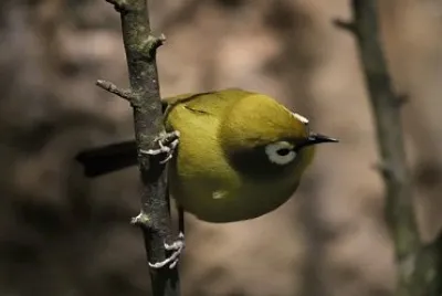 Occhialino quattrocchi