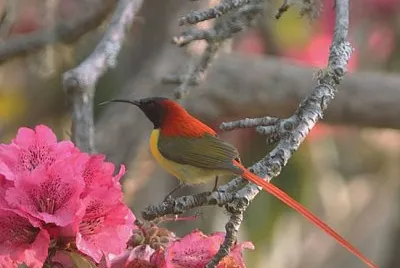 Nettarinia codaflammea