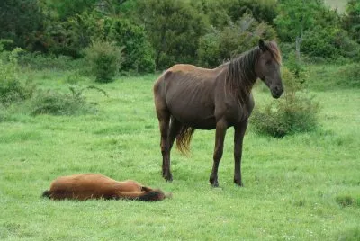 Chevaux