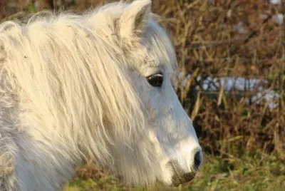 Poney