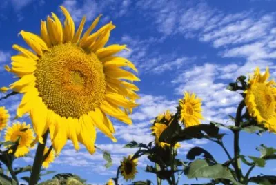 girasol