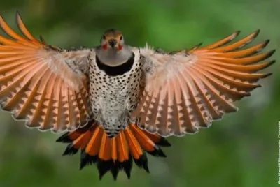 Northern Red Flicker jigsaw puzzle