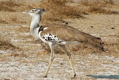 Bustard