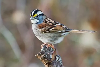 Passero golabianca