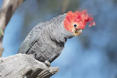 Cacatua gang gang jigsaw puzzle