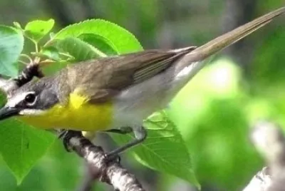Parula pettogiallo