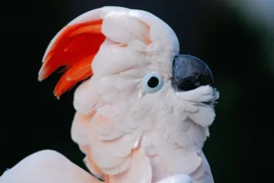 Cacatua delle molucche jigsaw puzzle