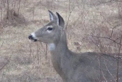 Good morning mother deer!