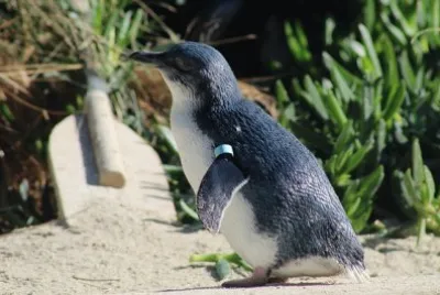 פאזל של Pinguino azzurro