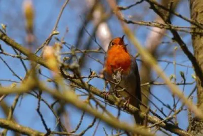 Robin Song