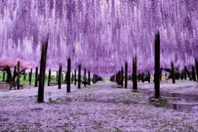 BOSQUE EN JAPON