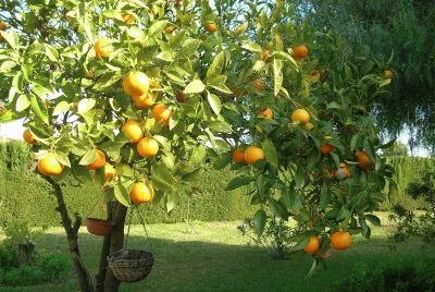 citronnier