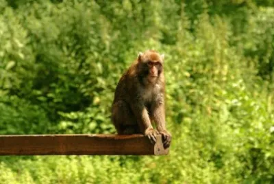 Macaca fuscata