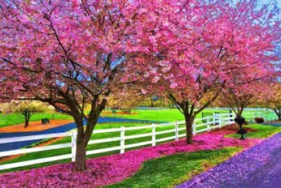 Ã¡rboles de colores