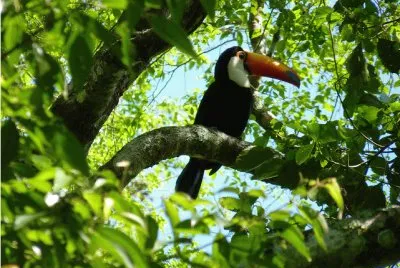 una linda ave de nuestro mundo el tucan
