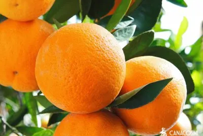 פאזל של Ã¡rbol de naranja