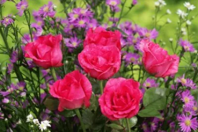 פאזל של flowers