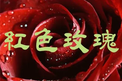 çŽ«ç‘°èŠ±