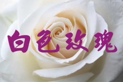 çŽ«ç‘°èŠ±